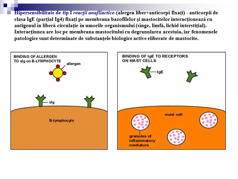 Hipersensibilitate de tip I reacţii anafilactice-(alergen liber+anticorpi fixaţi) - anticorpii de clasa IgE (parţial